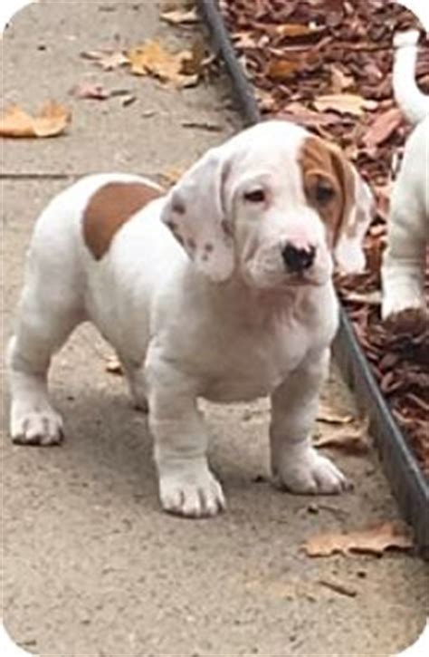 Davenport, IA - Basset Hound/Pit Bull Terrier Mix. Meet Artist a Puppy ...