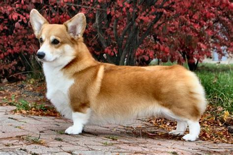 Corgi Great Dane Mix: Breed Features And Facts You Need To Know