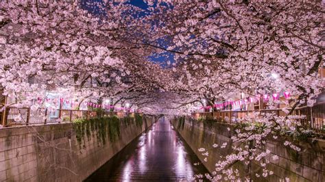 お花見東京 | Cherry Blossom Viewing Tokyo [1920x1080] | Japan cherry blossom festival, Cherry blossom ...