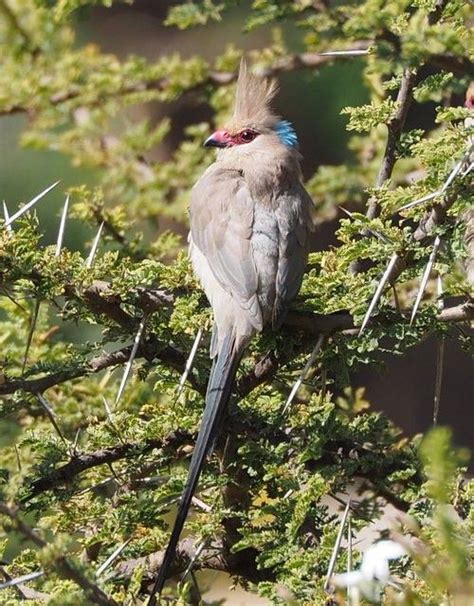 Blue-naped Mousebird [Urocolius macrourus] | Beautiful birds, African, Species