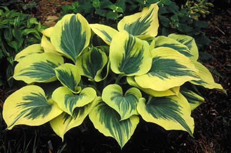 Liberty Hosta – Hostas-Store