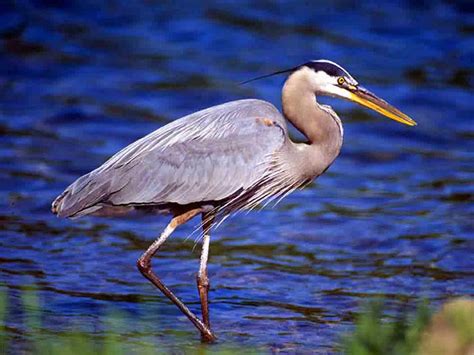 🔥 [50+] Great Blue Heron Wallpapers | WallpaperSafari