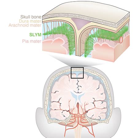 Newly Discovered Anatomy Shields and Monitors Brain | BrainLine