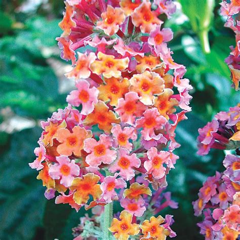 Rainbow Butterfly-Bush: Buddleia 'Bicolor' - at Spring Hill Nursery ...