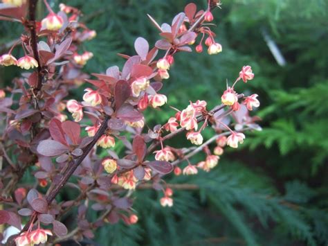 Berberis thunbergii 'Atropurpurea'