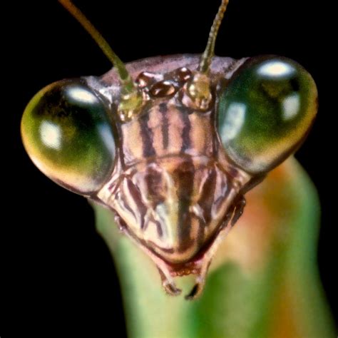 Chinese Praying Mantis Macro Closeup #7 Photograph by Leslie Crotty | Pixels