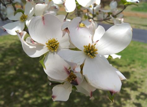 Things with Wings: Dogwood Symbolism