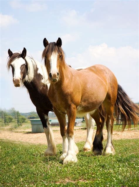 Gypsy Horse Breed Information and Pictures - PetGuide | PetGuide