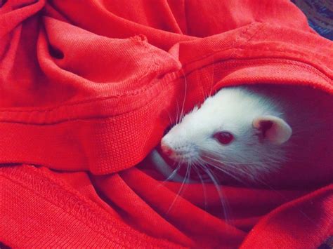 Cute Rat Wallpapers - Wallpaper Cave