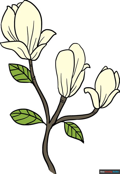 How to Draw Magnolia Flowers - Really Easy Drawing Tutorial