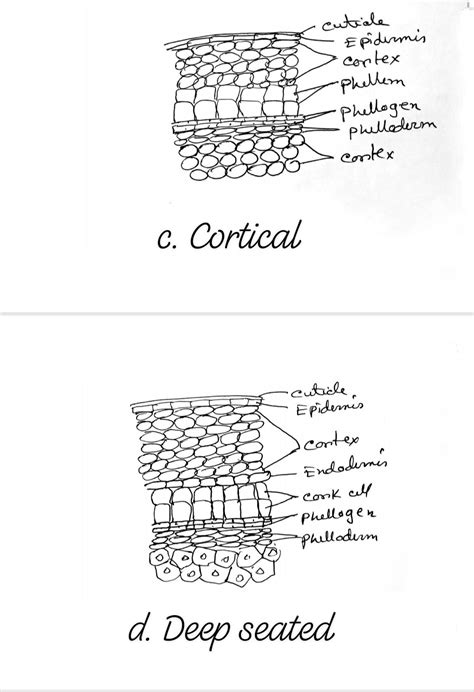 Periderm: Structure and Development : Plantlet