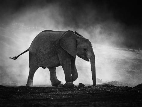 Tips and Tricks For Black and White Wildlife Photography - 500px