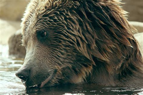 Grizzly Bear Swimming 2 Free Stock Photo - Public Domain Pictures