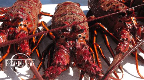 Recreational Spiny Lobster 2023-2024 Season: Potential Opener Delays ...