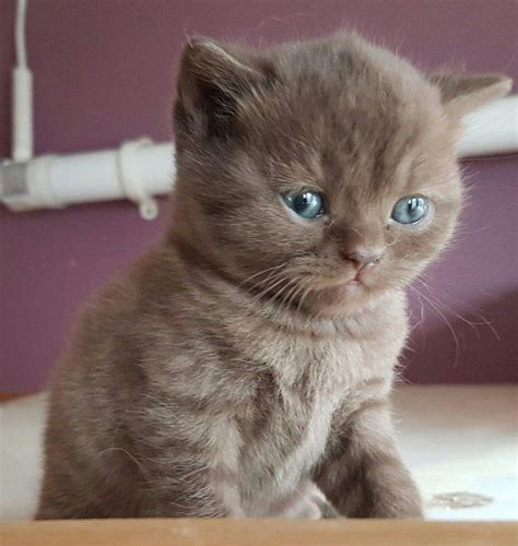 British Blue Cats and Kittens For Sale | British blue cat, Cats and kittens, Cute cats and kittens