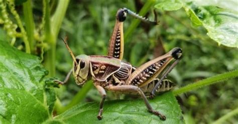 Grasshopper - A-Z Animals