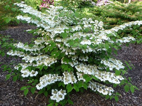 File:Viburnum plicatum 'Cascade'.jpg