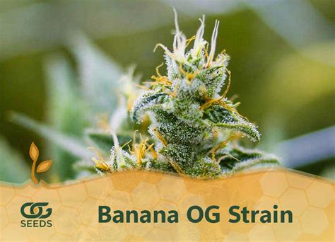 Banana OG Strain, Learn from seed specialist, OG Seeds!