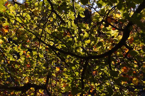 Beech Leaves Backlit By Autumn Sunshine | Burnham Beeches | Trees And Woodland | Photography By ...