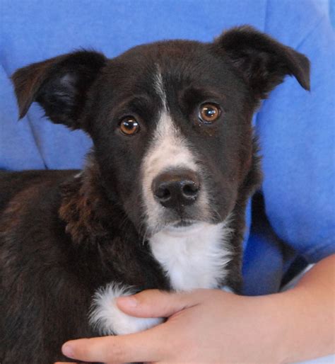 Border Collie Mix Puppies For Adoption - nolyutesa