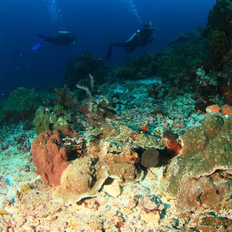 Divers on coral reef stock image. Image of bottom, bottle - 85965407