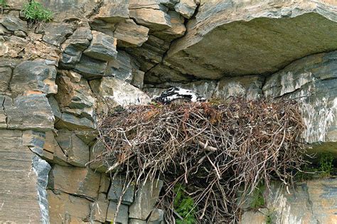 County Commissioner Says Colorado Parks And Wildlife Moved Eagle's Nest ...