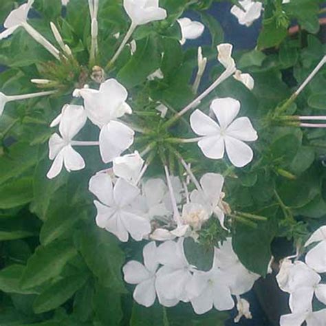 Tuberflora Nursery - Plumbago auriculata 'Alba white'