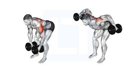 Dumbbell Rear Lateral Raise - Guide, Benefits, and Form