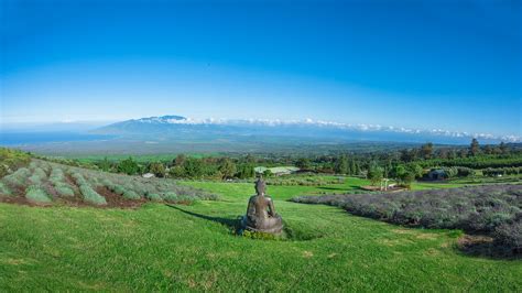 Ali'i Kula Lavender Farm, Kula, Maui, Hawaii, United States – Farm ...