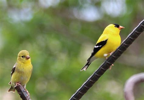 Sarah Lynn's Nature's Splendor: Photos: Baltimore Oriole & Goldfinches