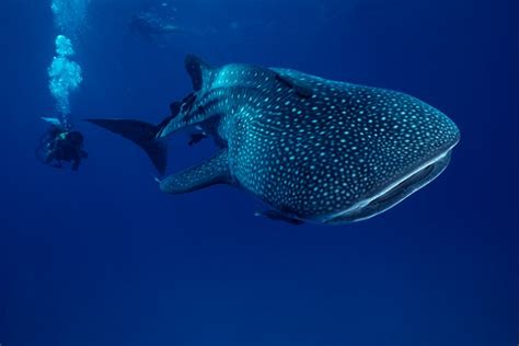 See the Whale Sharks in Utila | Roatan Honduras Travel Guide