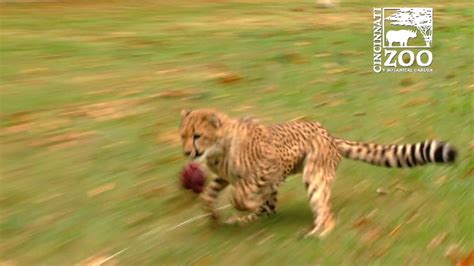 Baby Cheetah Cubs Running