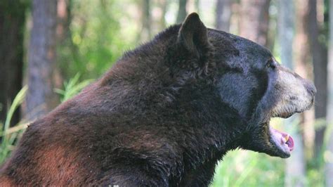 Wildlife - Okefenokee Swamp Park & Adventures