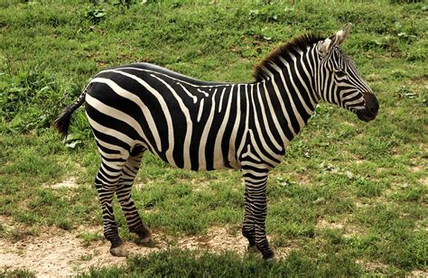 Gambar 65 Gambar Mewarnai Images Pinterest Zebras Animal Zebra Diwarnai ...