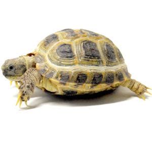 Horsefield Tortoise Care Sheet | Land Of Lizards