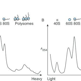 Resistance exercise increases polysomal RNA. Polysome traces from the... | Download Scientific ...