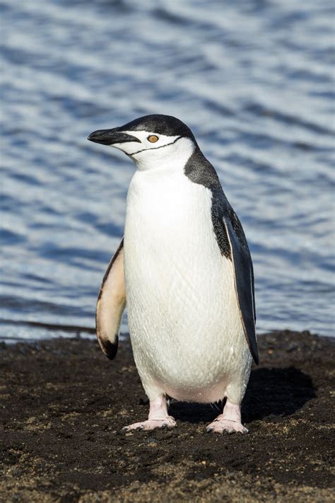 Chinstrap Penguin | Animal Database | FANDOM powered by Wikia