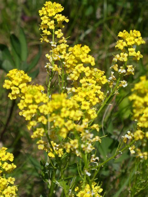 Wild Mustard — pretty and delicious | Real Estate | chronicleonline.com