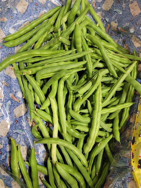 blue lake green beans : r/gardening