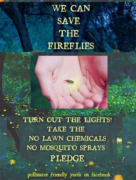 Nurturing a Firefly Habitat Also Helps Restore Nature