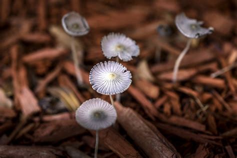 Mushrooms Macro Photography - Free photo on Pixabay