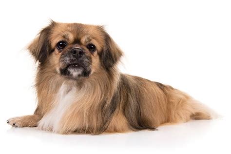 Tibetan Spaniel - Temperament, Lifespan, Shedding, Puppy