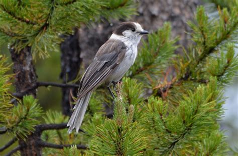 Gray Jay declared Canada’s national bird in survey by magazine | Humber News