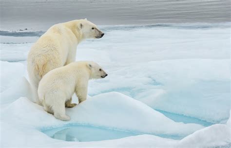 'Invasion' of polar bears in Russian Arctic over - Environment - The ...