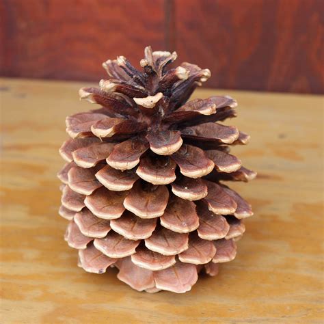 Jeffrey Pine Cones | Lake Tahoe Pine Cones