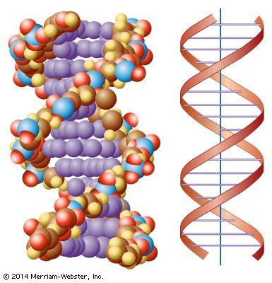 DNA - Kids | Britannica Kids | Homework Help