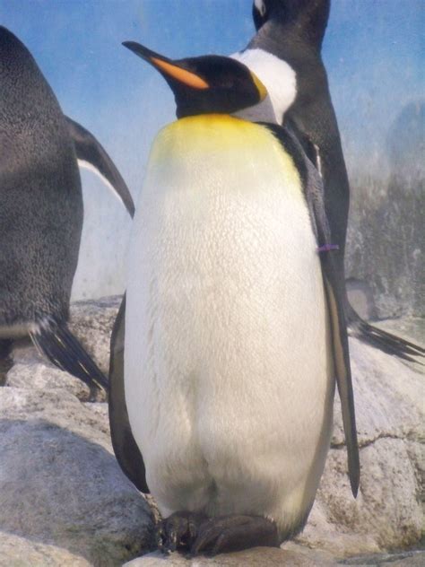 Penguins | Penguins = Always Funny | xrayspx | Flickr