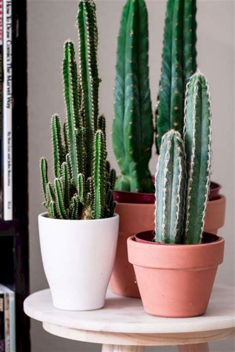 23 Gorgeous Indoor Cactus Plants Ideas to Beautify Your Home – DECOREDO | Indoor cactus plants ...