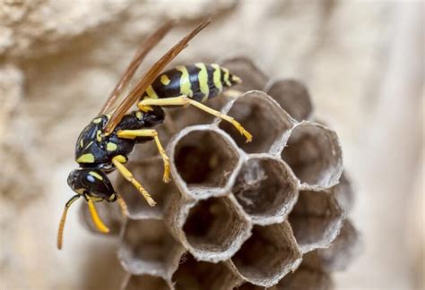 Does Killing the Queen Wasp Get Rid of the Nest? | All You Need to Know ...