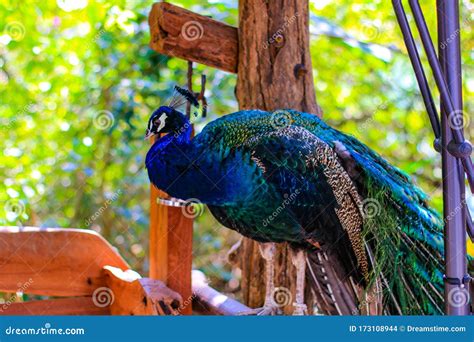 Birds Such As Peacocks Have Beautiful Feathers. the Feather Colors are Gorgeous and Charming ...